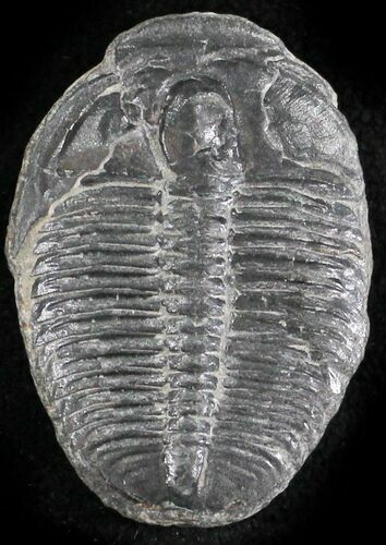 Elrathia Trilobite - Wheeler Shale, Utah #24815